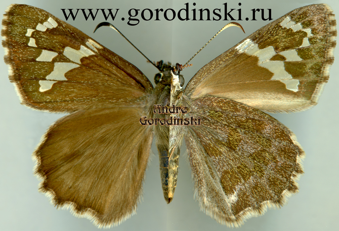 http://www.gorodinski.ru/hesperidae/Lobocla nepos phyllis.jpg
